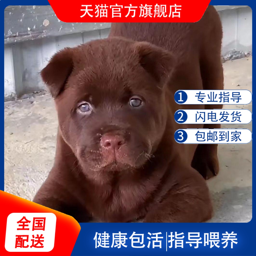 潮汕五红犬广西土猎犬家养虎头土狗大骨架小狗狗看家护院活体便宜