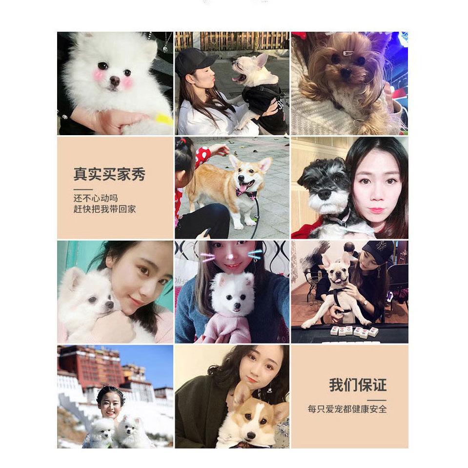 网红恶霸犬幼活体气美国