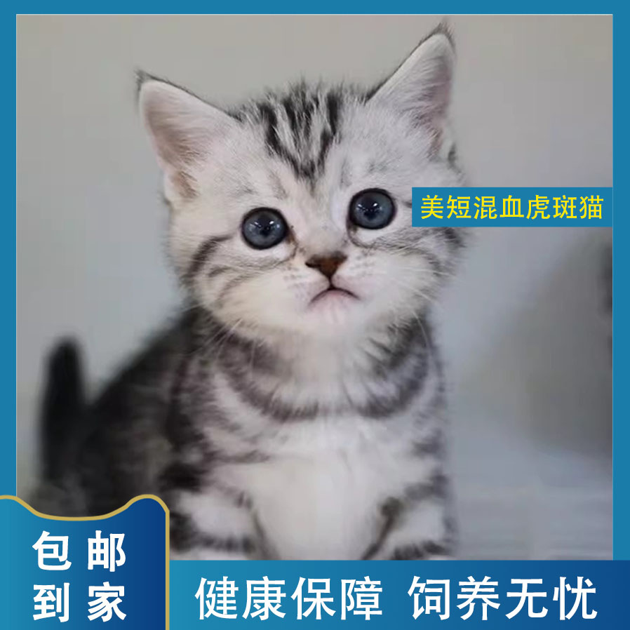 美短虎斑猫混血幼宠超萌