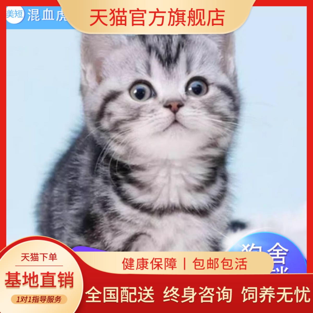 美短虎斑猫混血小奶银不