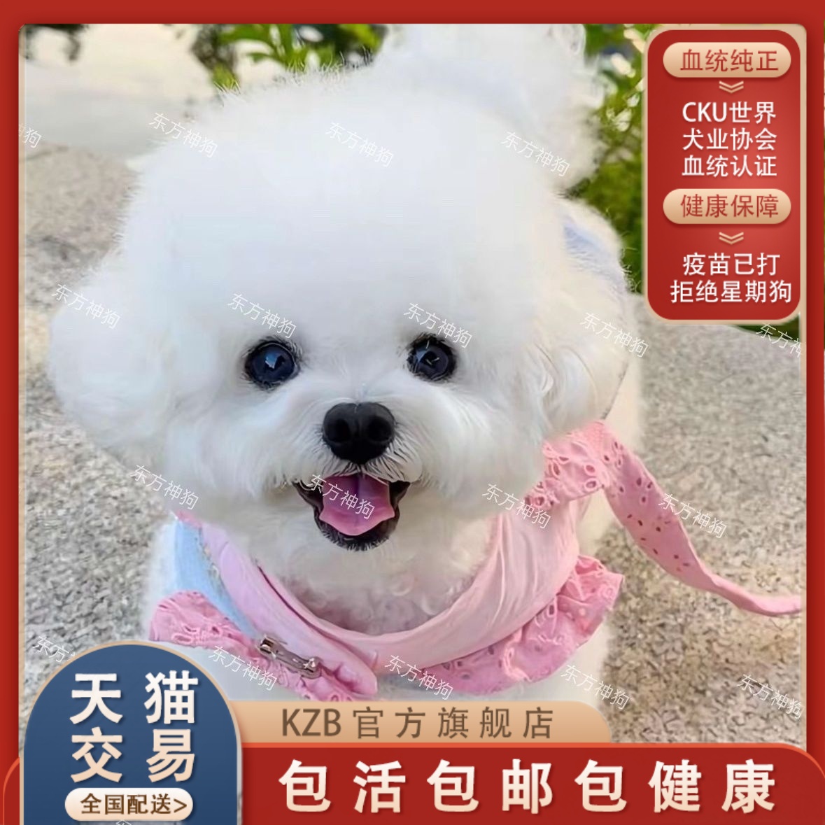 纯种比熊幼犬韩版小体比熊长不大不掉毛茶杯犬飞耳比熊犬宠物活体
