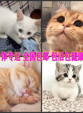 中华田园猫小橘猫幼猫狸花猫活体三花猫捕鼠猫奶牛猫长毛狮子活物