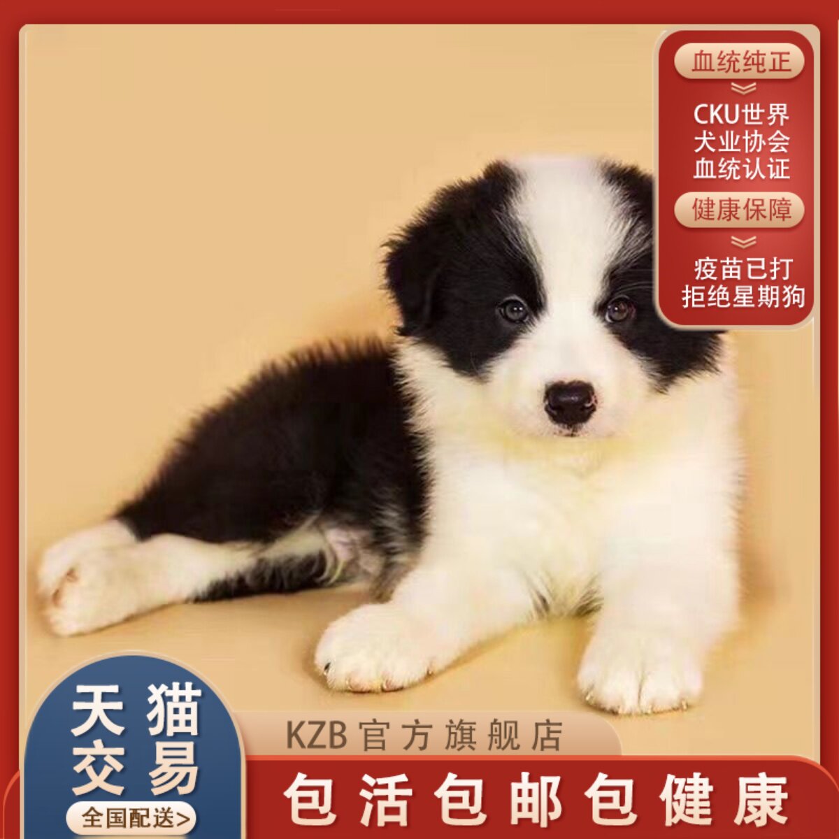 纯种边境牧羊犬幼犬金色边牧黑白边牧三通七白边牧高智商聪明温顺