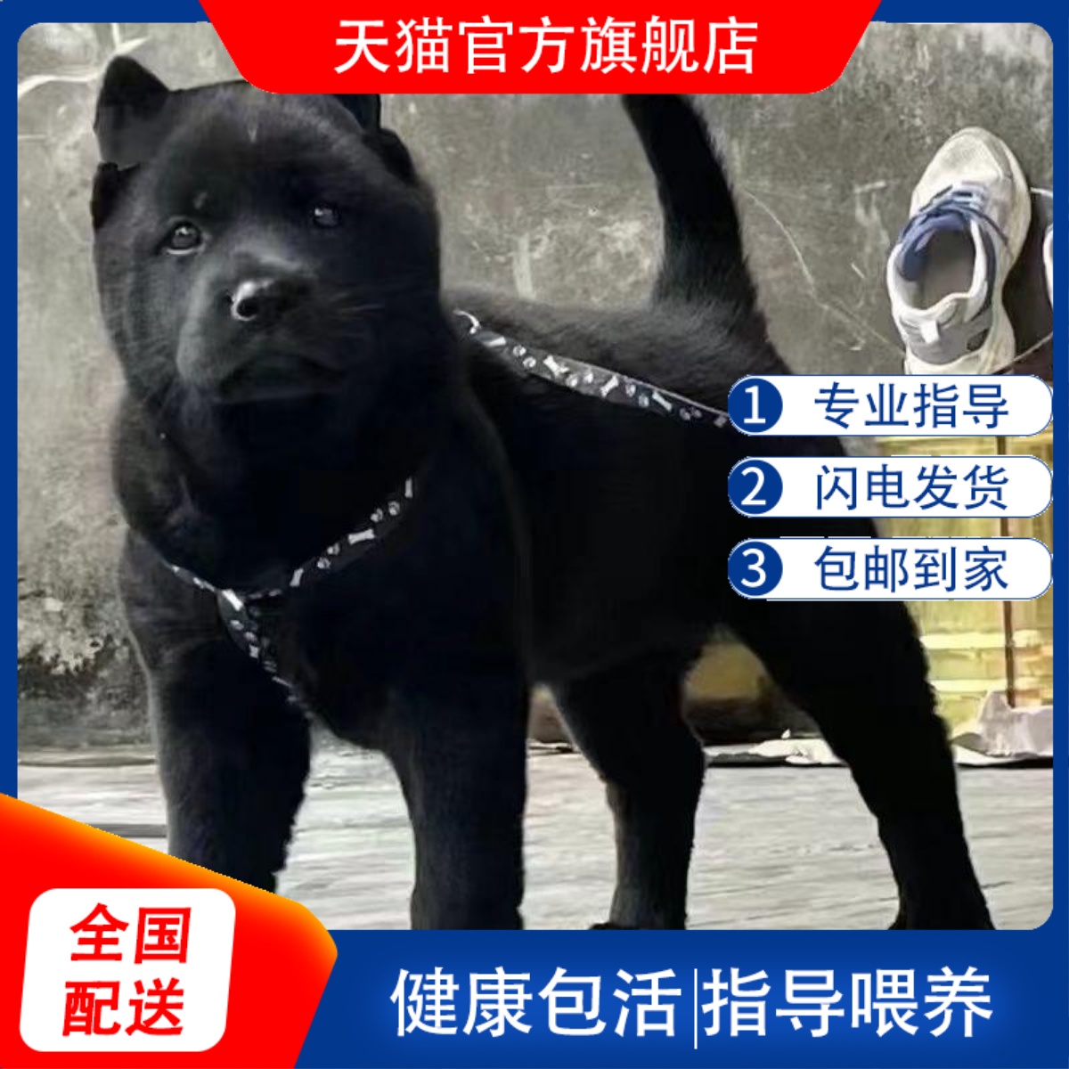 五黑犬幼犬短毛听话大型犬广西土猎犬黑色打猎便宜家养赶山犬狗狗