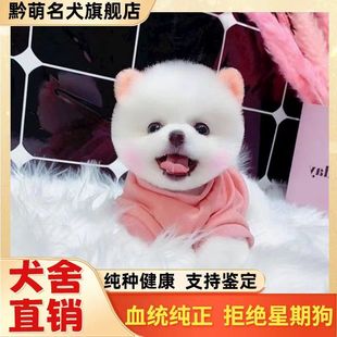 珍活物宠物狗茶杯犬 纯种博美幼犬俊介白色长不大黄博美超小型犬袖