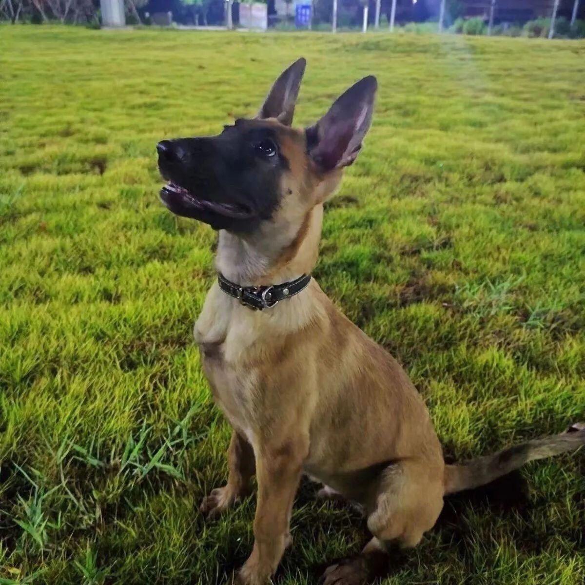 红马犬纯种,马犬纯种(第11页)_大山谷图库