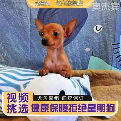 纯种小鹿犬不掉毛长大活