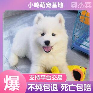 宠物狗活犬 纯种萨摩耶幼犬活体微笑天使白色萨摩耶犬雪橇犬可爱