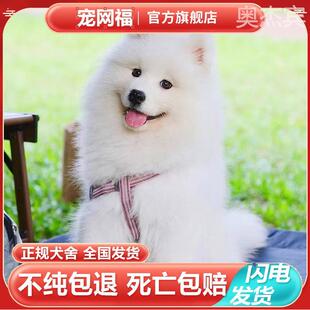 萨摩耶幼犬纯种雪橇犬萨摩狗狗中型犬家庭犬微笑天使萨摩耶犬宠物