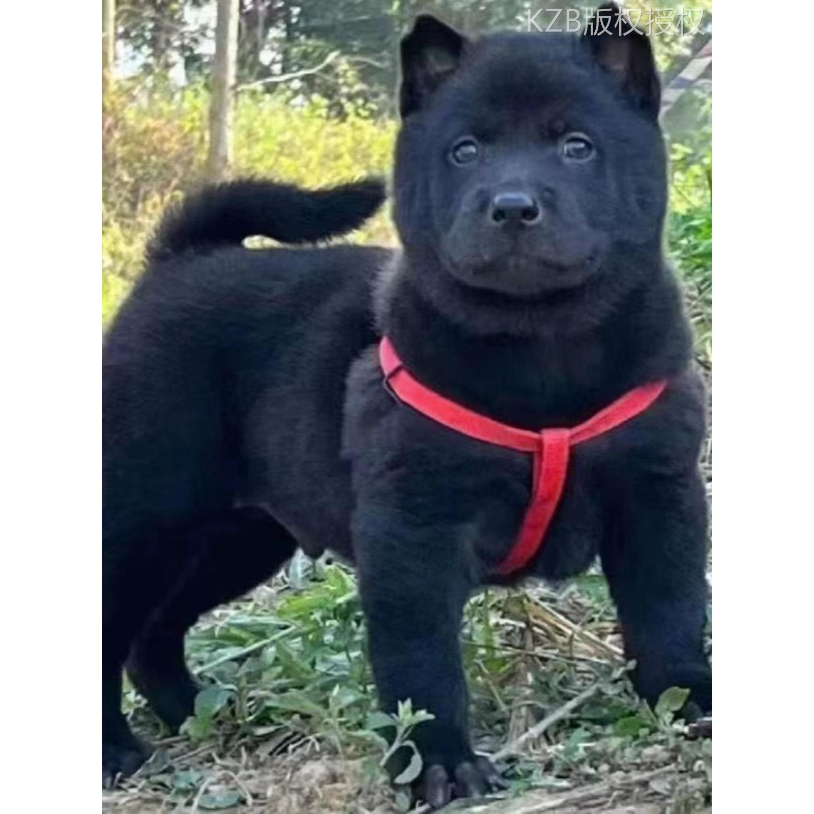 五黑犬广西土猎犬赶山犬中华田园犬纯黑狗活物混血狗看家狗大骨架