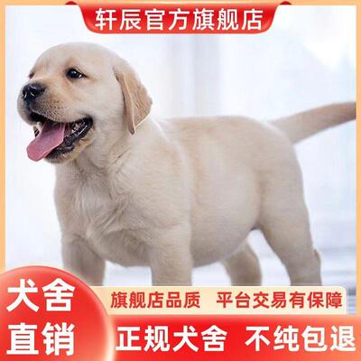 纯种拉布拉多幼犬导盲犬