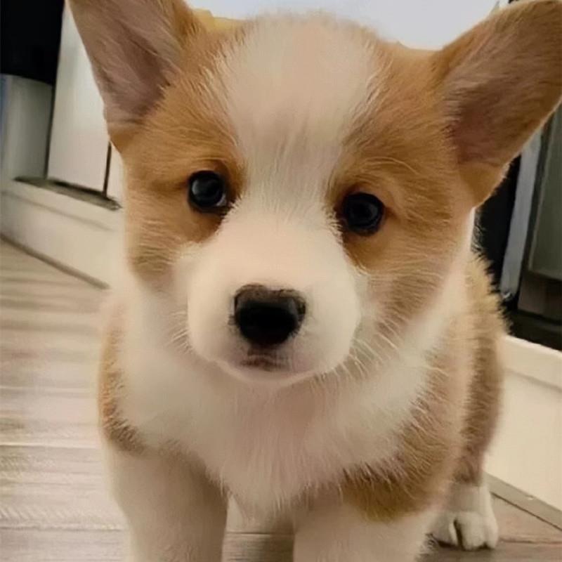 柯基幼犬长不大小型犬