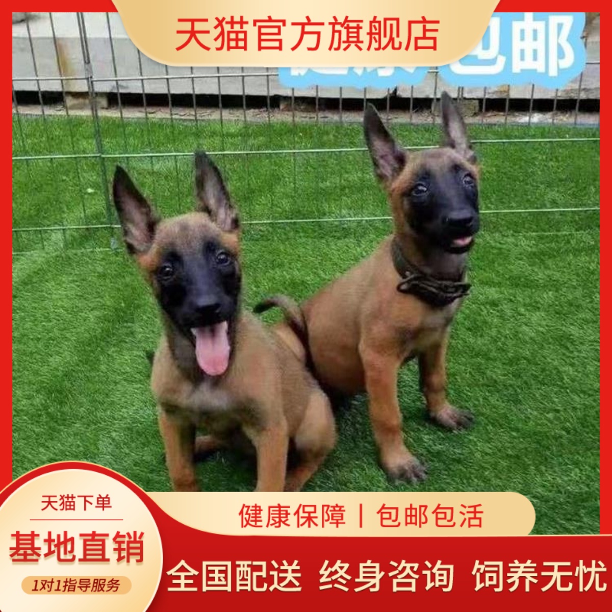 马犬幼犬串看家狗聪明护院爆红猎犬狗狗黄马活物真狗猛犬霸气活体