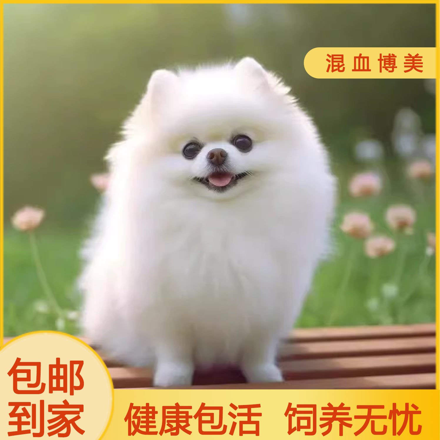 博美混血幼犬可爱活泼袖珍犬小型犬帅气伶俐纯白色狗崽网红大眼睛