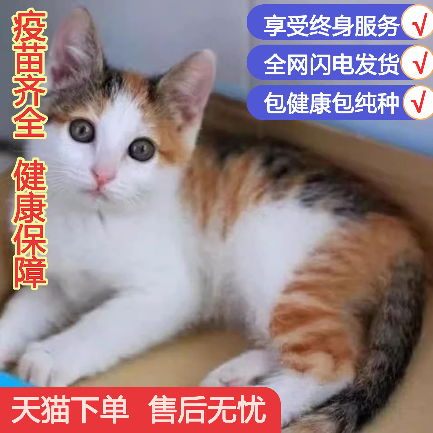 猫舍异瞳幼崽家养宠小活泼咪可爱