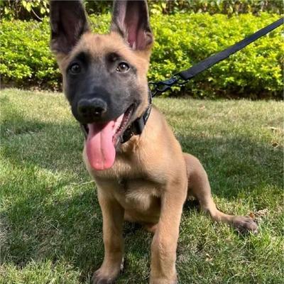 马犬幼犬串狗工作犬警犬护院幼崽幼宠家养猎犬聪明看家狗犬狗便宜