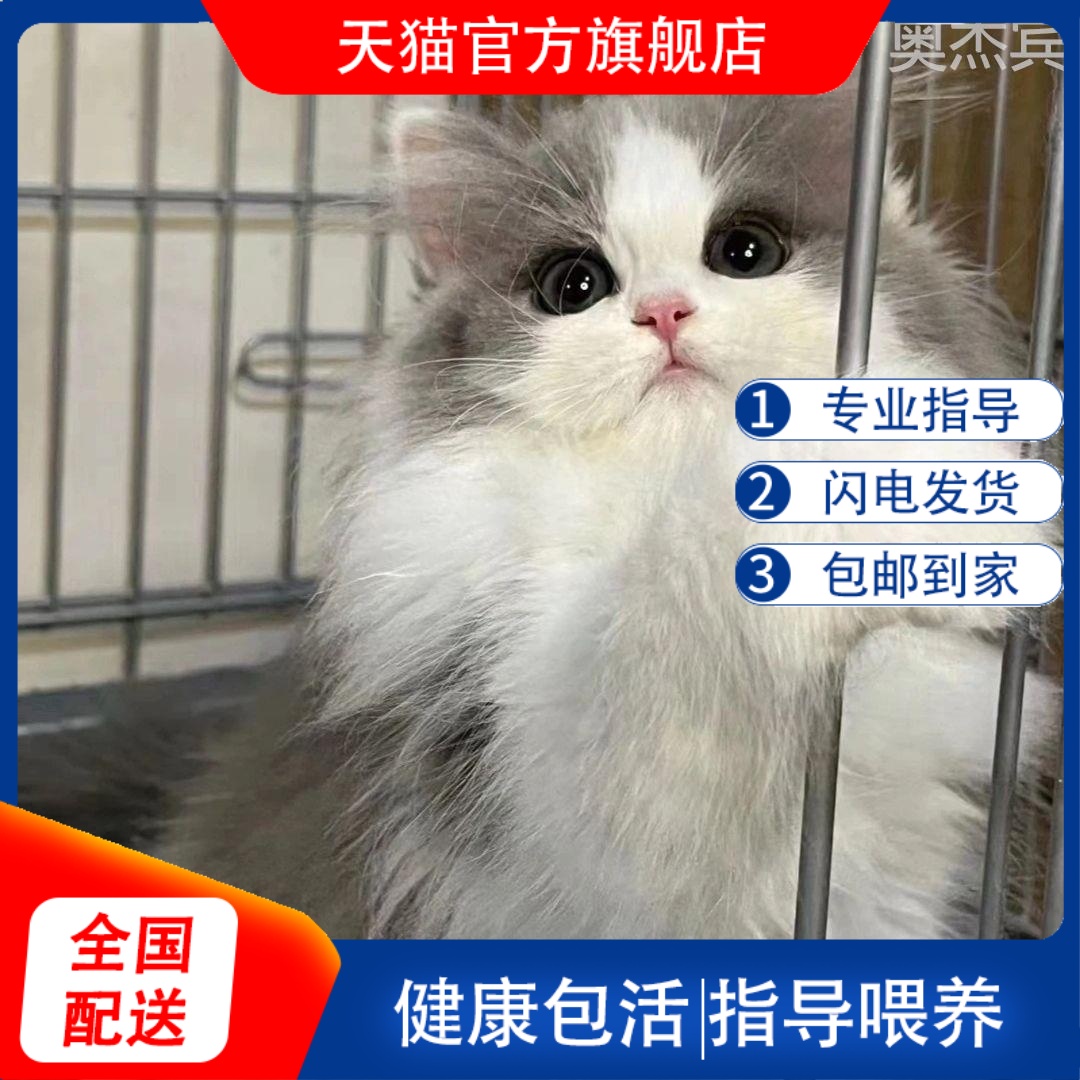 长毛高地猫咪活物纯白黑