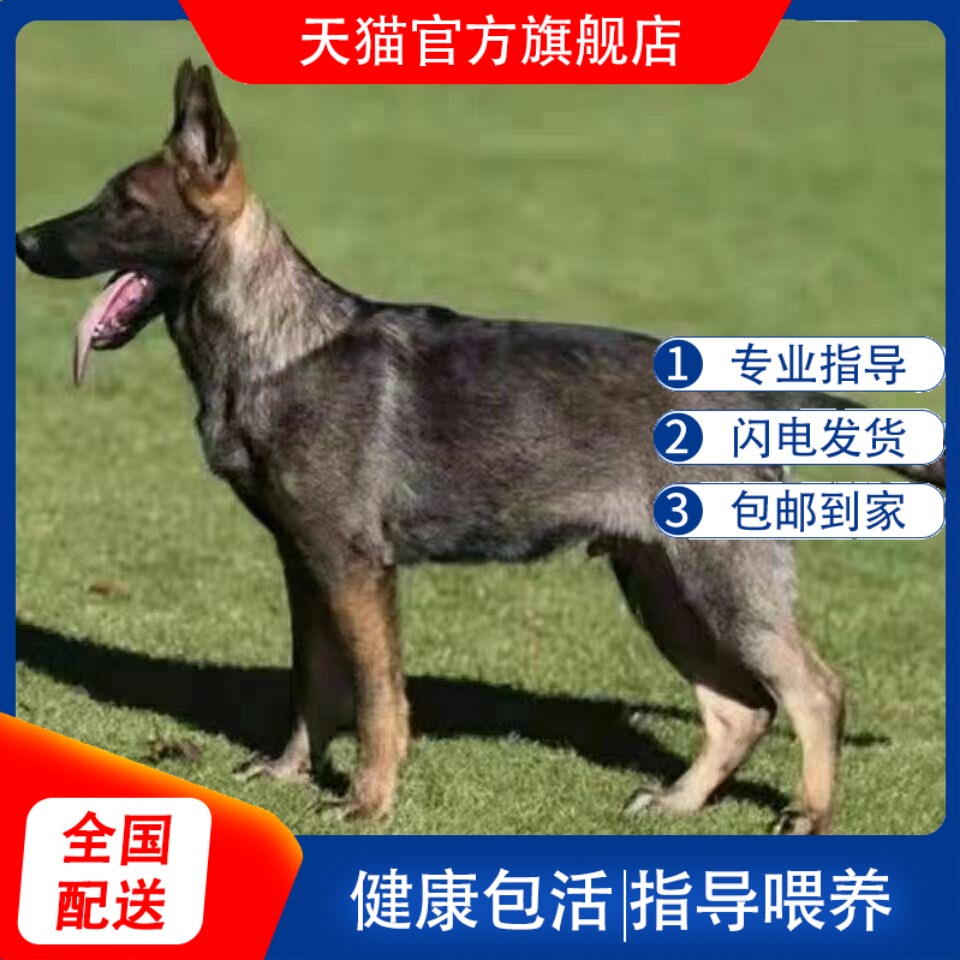 昆明犬幼犬大型犬狼狗警
