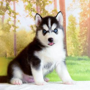 哈士奇幼犬纯种双蓝眼活 雪橇犬二哈幼崽双血统宠物狗狗小狗活物