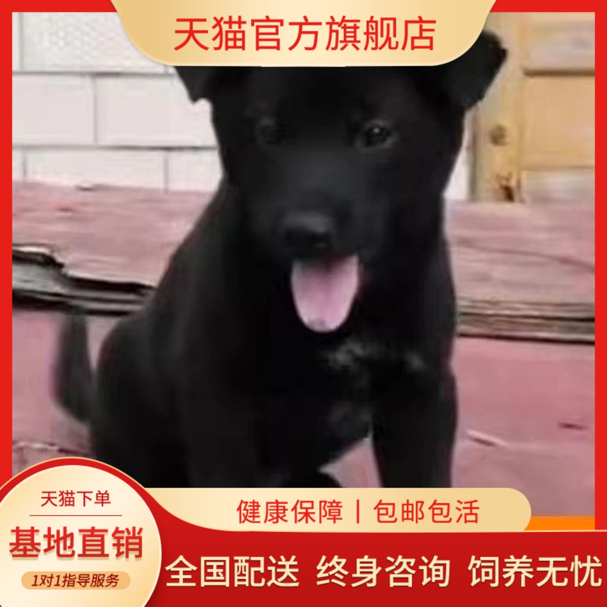 中华田园犬土狗活体狗