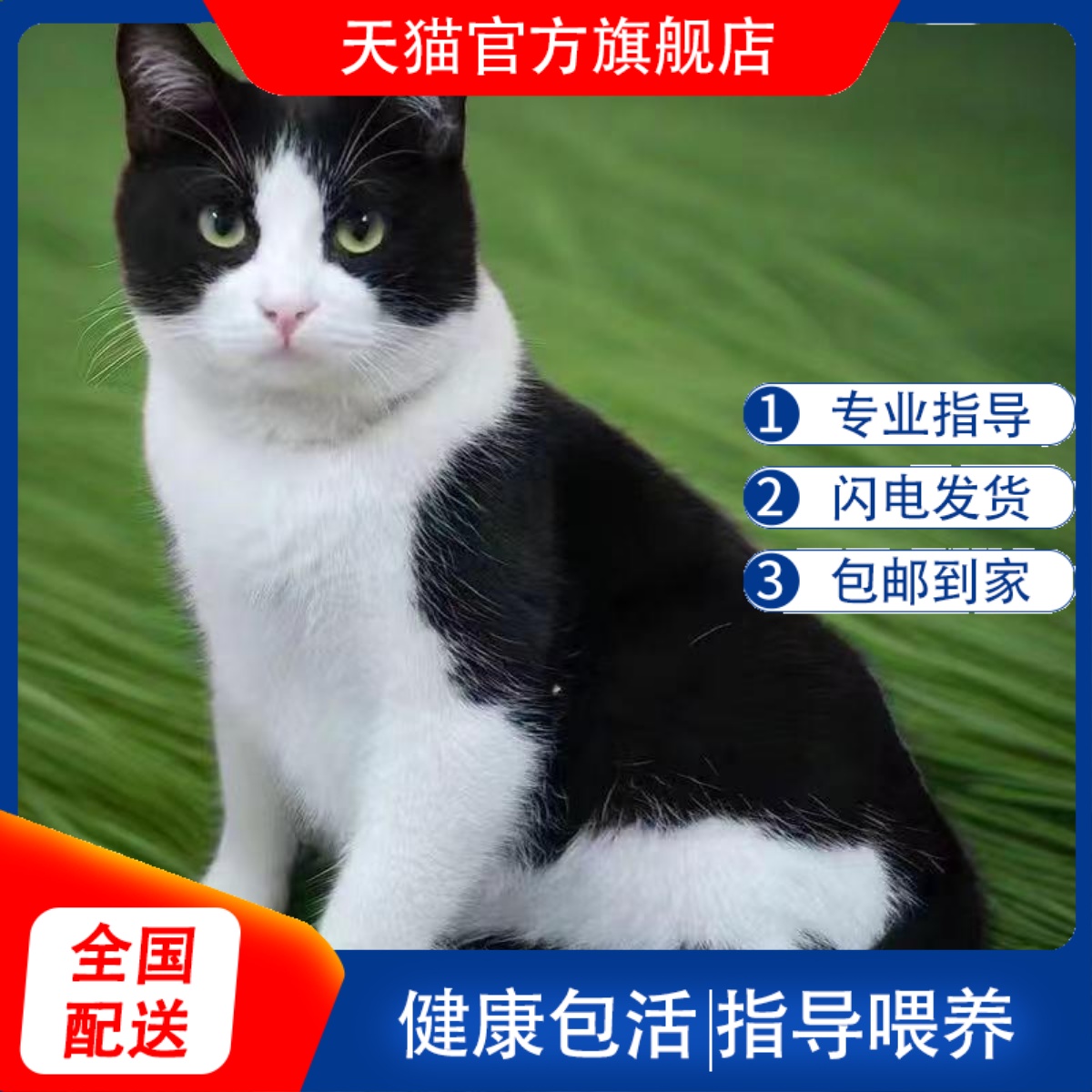 中华田园猫活物网红橘猫