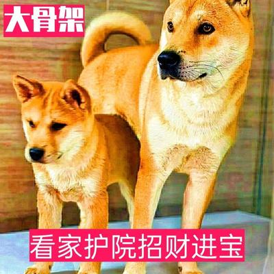 黄狗幼犬看家护院大型犬