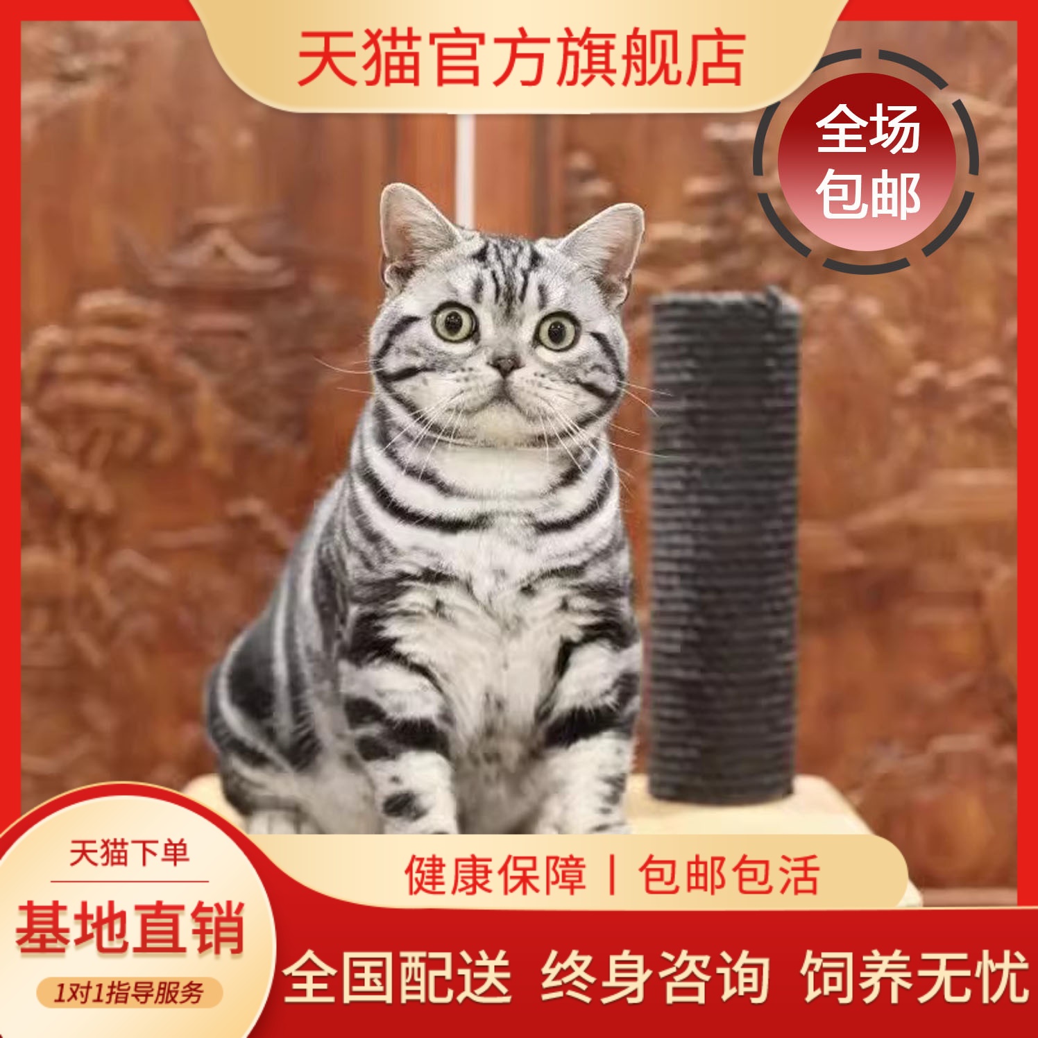美短虎斑猫混血毛小咪超