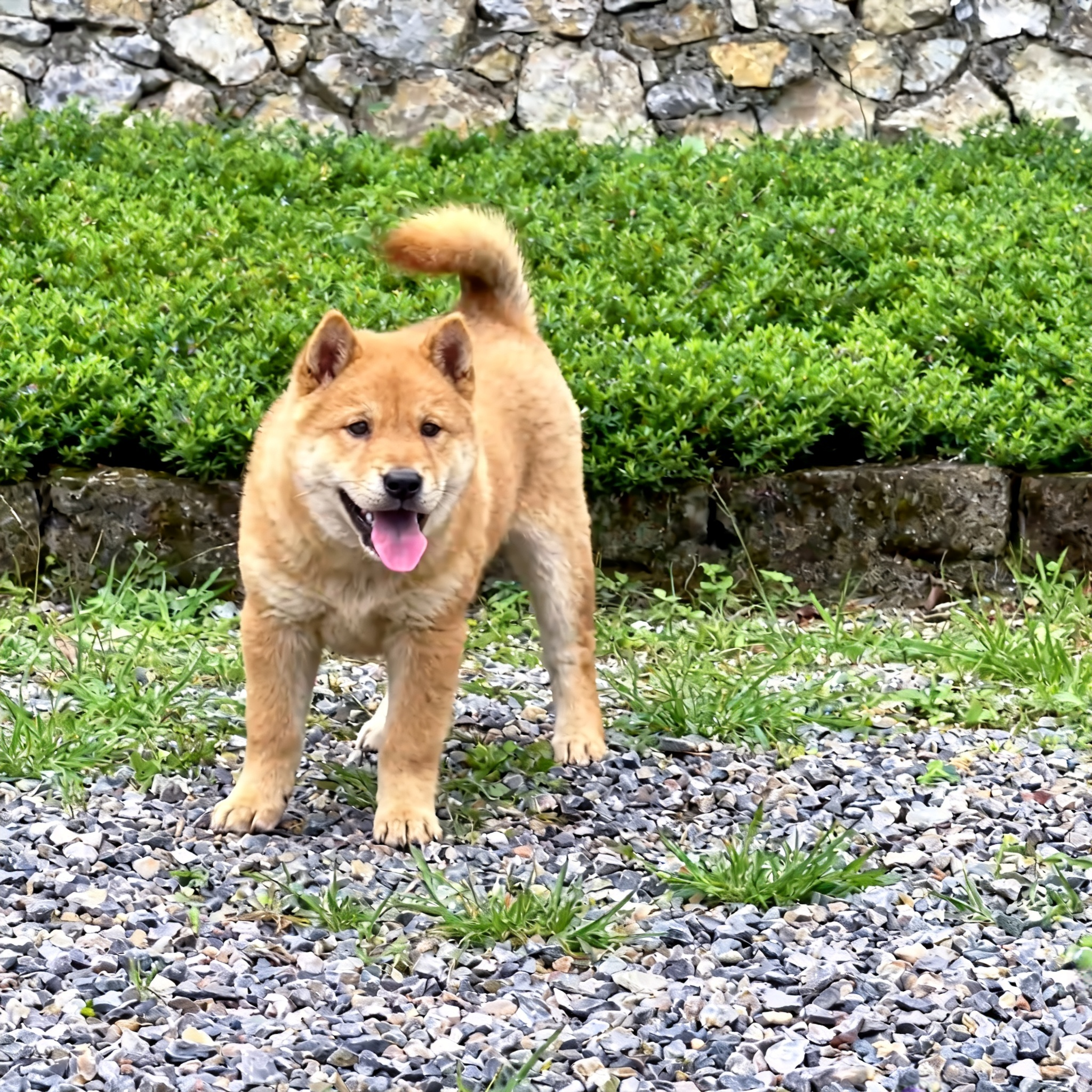 家养白面便宜巡山犬忠诚正宗