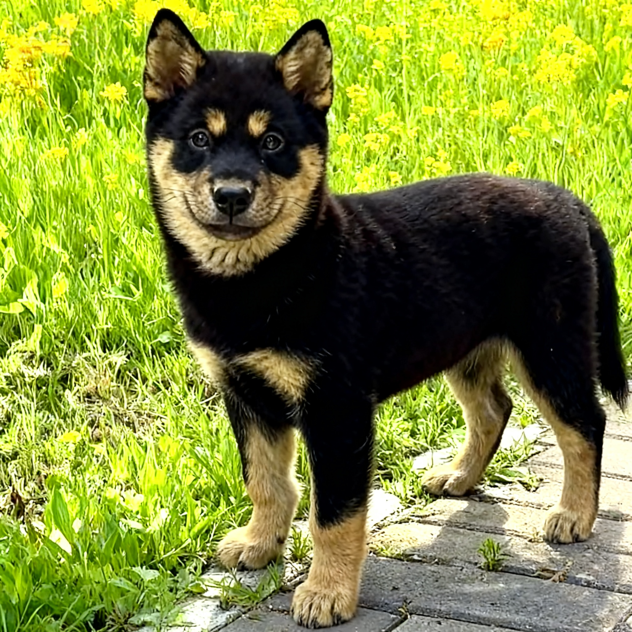 农村巡山犬好看正宗活体看门狗