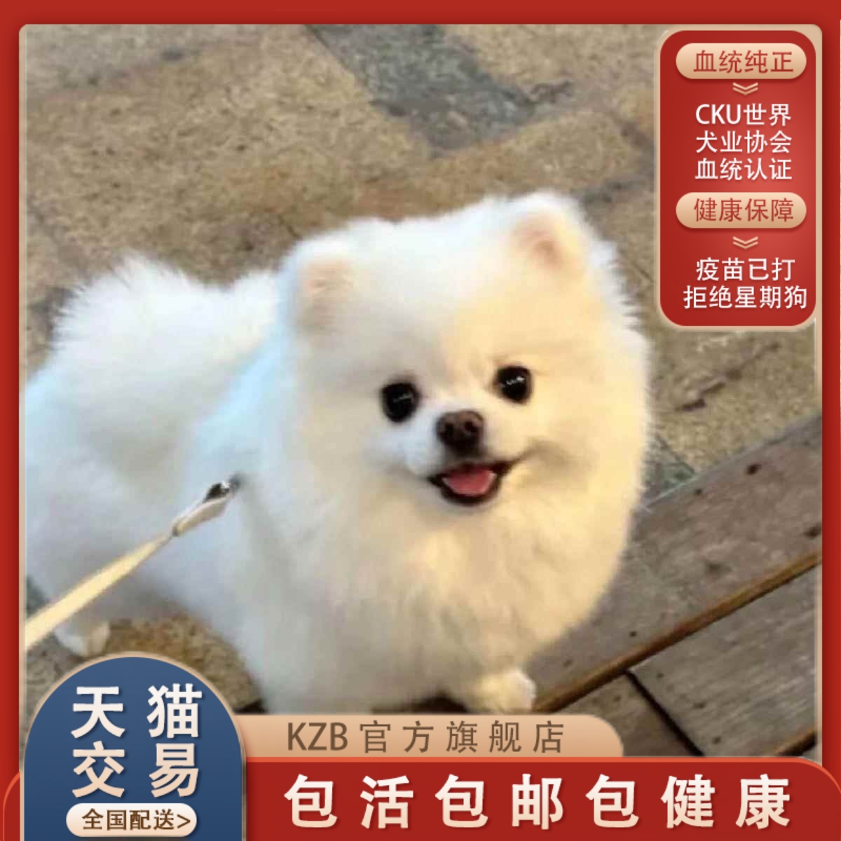 纯种博美幼犬茶杯犬超萌活的