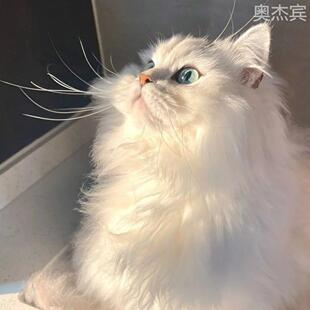 金吉拉幼猫长毛猫金吉拉宠物猫纯种绿眼金吉拉幼崽家养活物猫咪