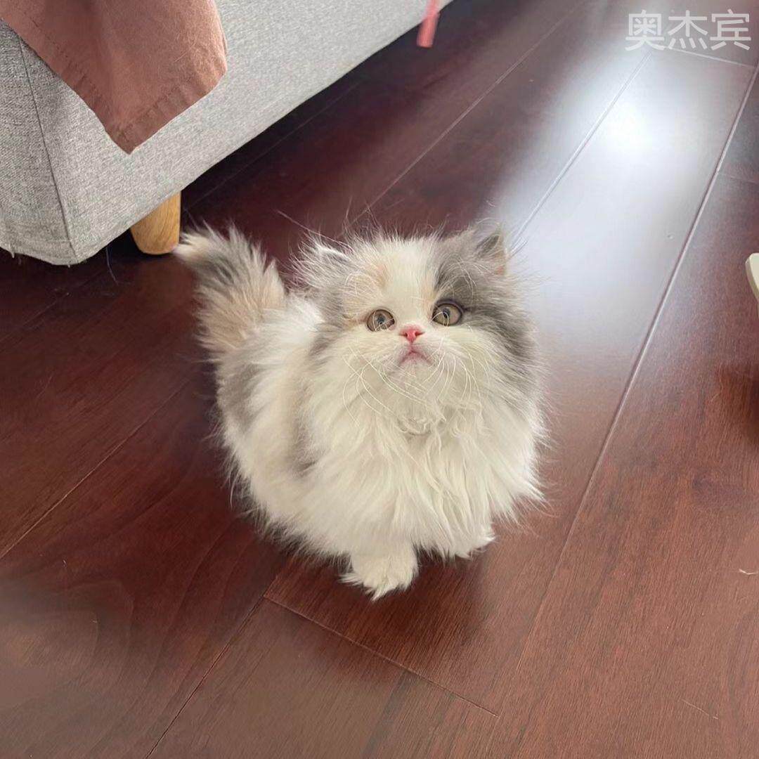 拿破仑矮脚长毛纯白蓝白乳白乳色纯黑金吉拉金渐层银渐层三花可爱