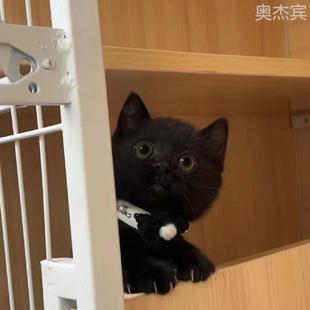 中华田园猫小黑猫宠物活体便宜黑色小猫咪幼猫可爱黑猫纯黑幼猫