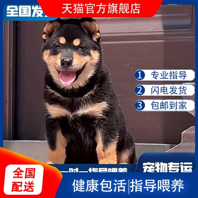 中华田园犬广西土猎狗五黑犬黄狗白面虎斑四眼铁包金土松幼犬活体