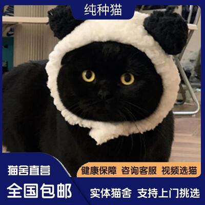 纯黑英短黑猫矮脚猫曼基康小短腿孟买猫招财猫活体猫血统正规猫舍