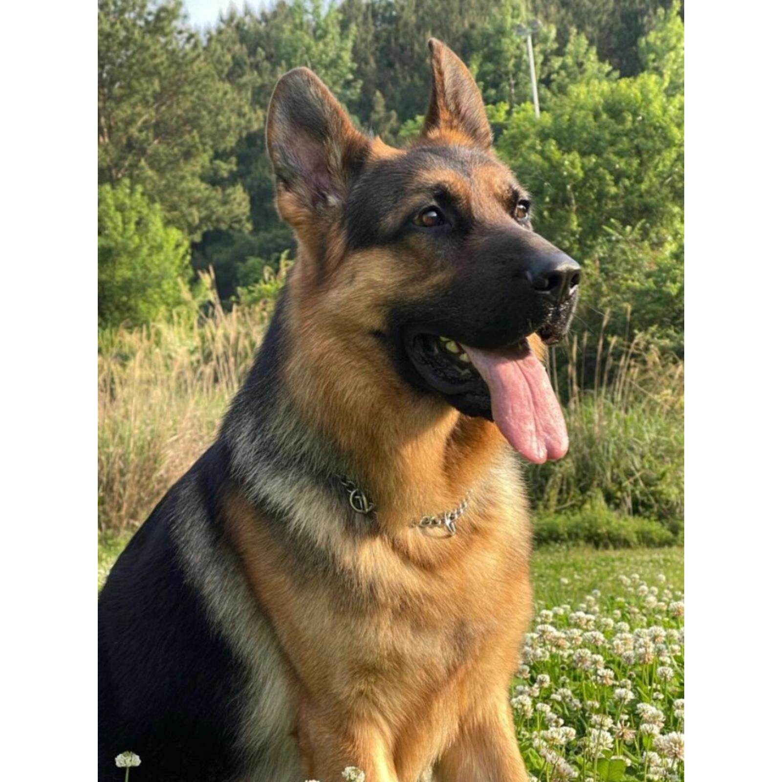 混血德牧幼犬平背黑背德国牧羊犬警犬军犬大型狼狗猎犬宠物狗活体