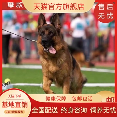 纯种血统德牧幼犬活体国