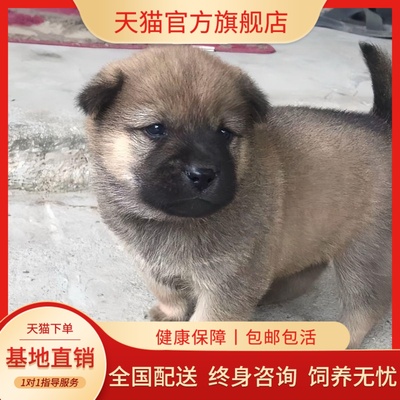 大黄狗幼犬便宜看家护院活体广西土猎犬大骨架忠诚大型犬小狗狗狗