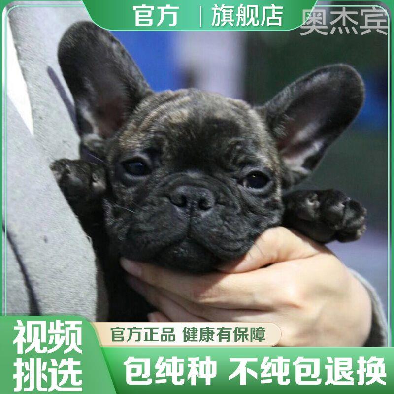 正宗法国斗牛犬活物小型犬法牛双血统法斗幼犬蓝牛纯种奶油牛活的