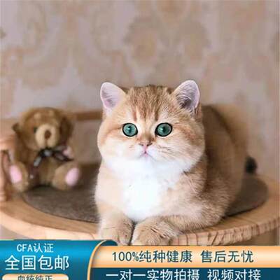 金渐层英国短毛猫活体幼猫矮脚蓝金渐层银点色蓝眼睛绿眼睛纯血统