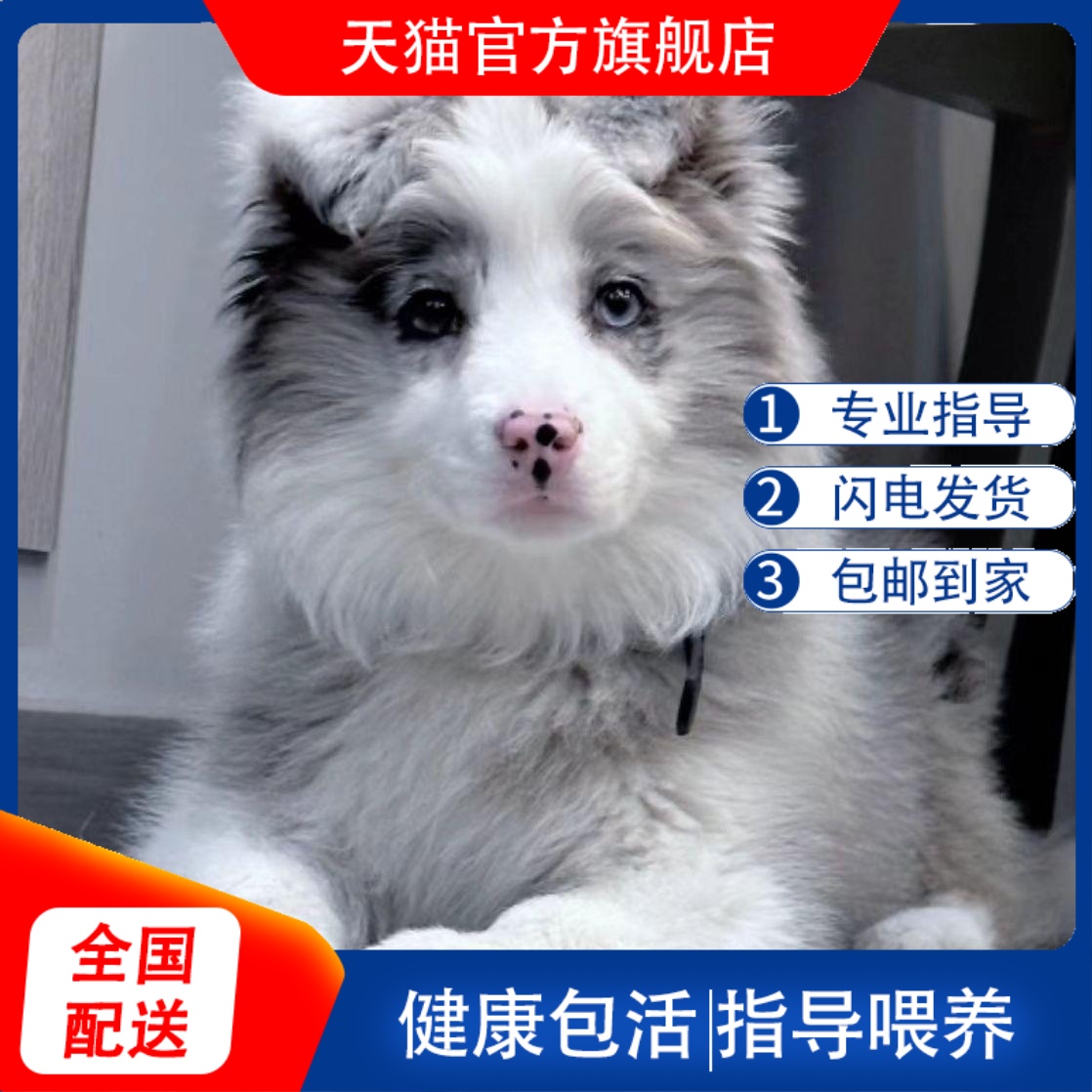 边牧幼犬金边幼宠聪明宠物狗陨石黑白色小狗中型犬训练三通白金狗