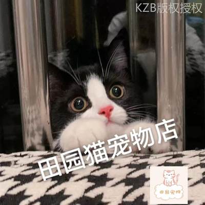 中华田园猫黑白奶牛猫