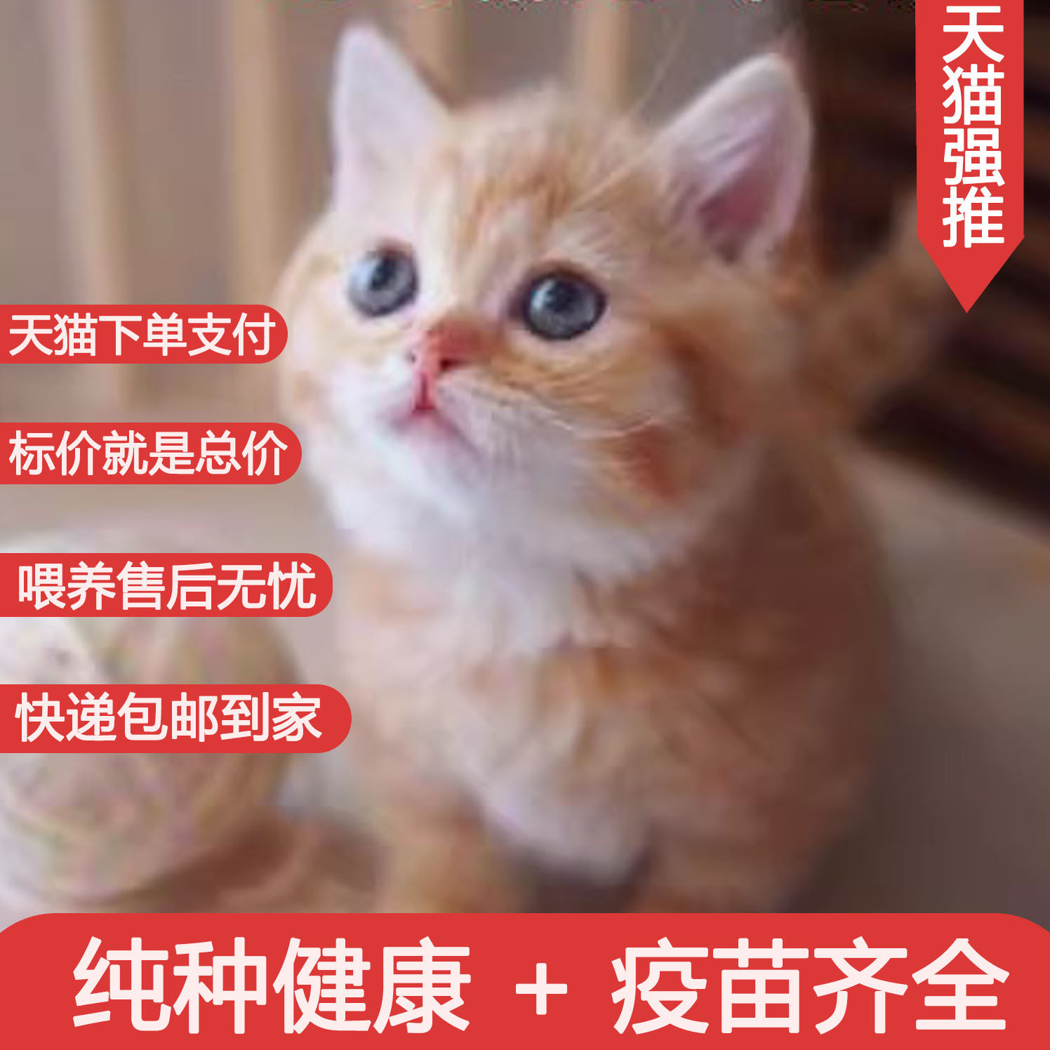 猫咪活体橘猫狸白猫白猫黑猫活体宠物幼崽家养土猫中华田园猫小猫