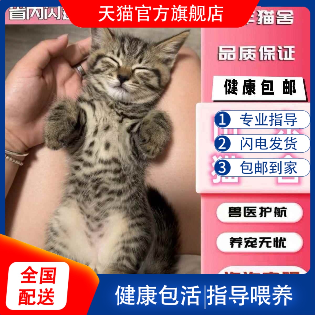 中华田园猫活物网红橘猫