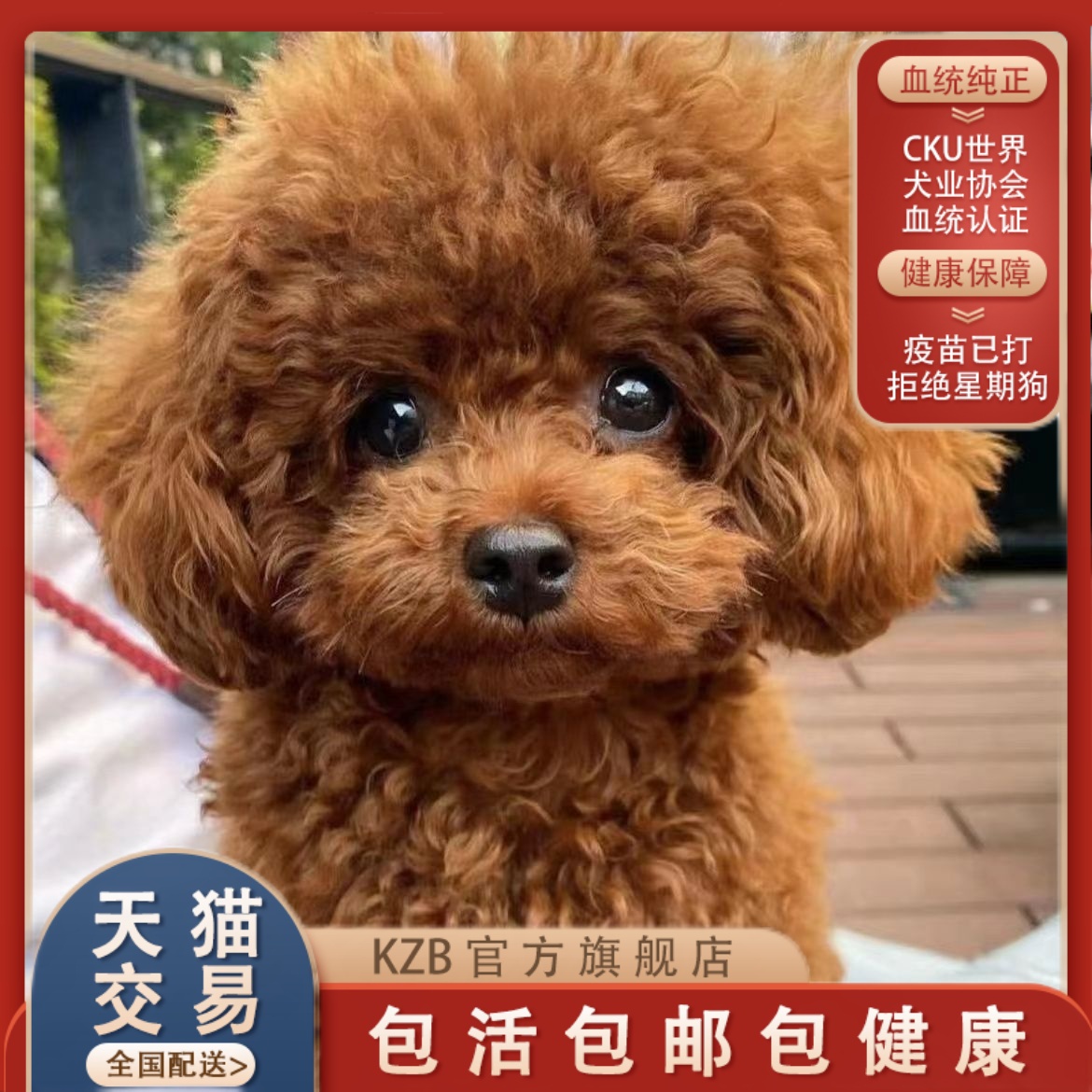 纯种泰迪幼犬可爱小狗泰迪贵宾犬宠物狗活物小型犬不掉毛幼崽真狗