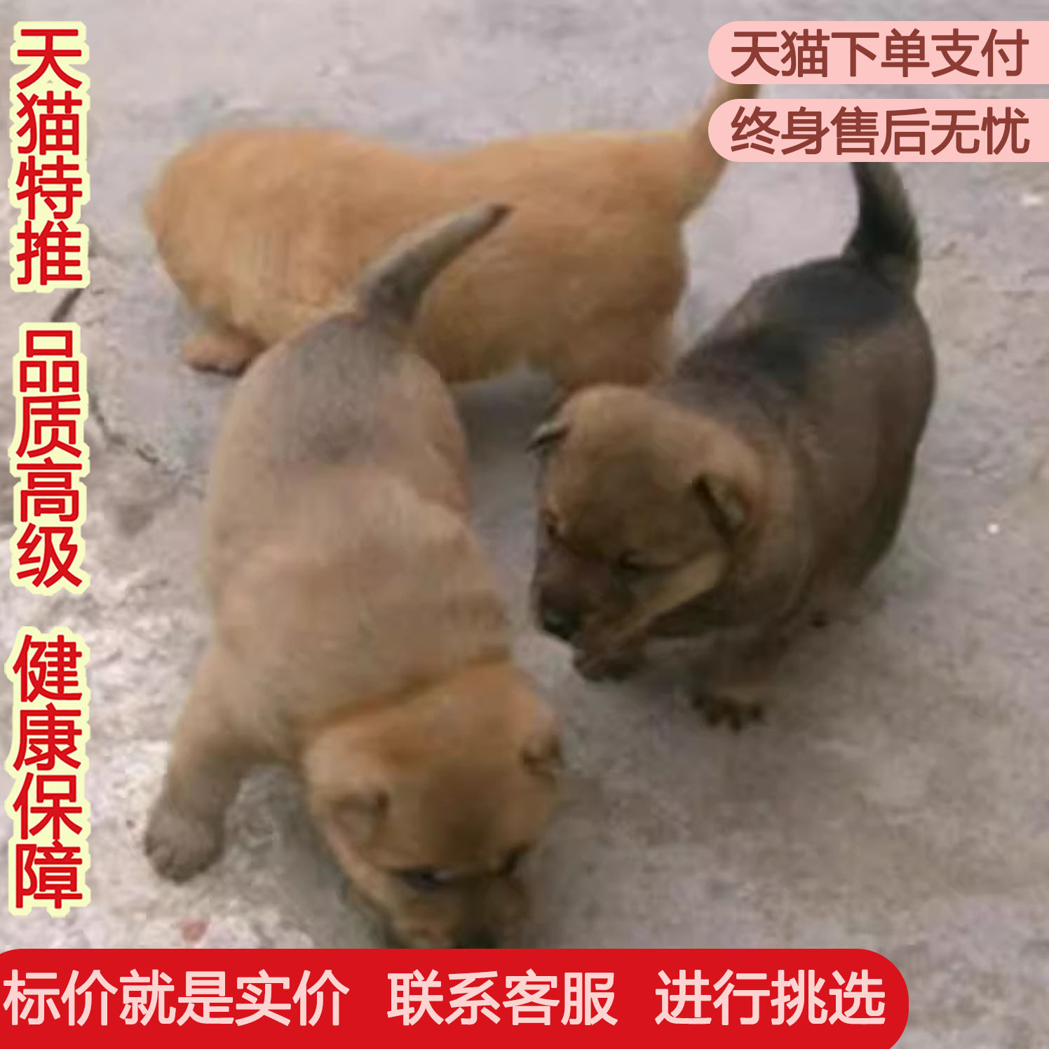 中华田园犬笨狗小奶狗