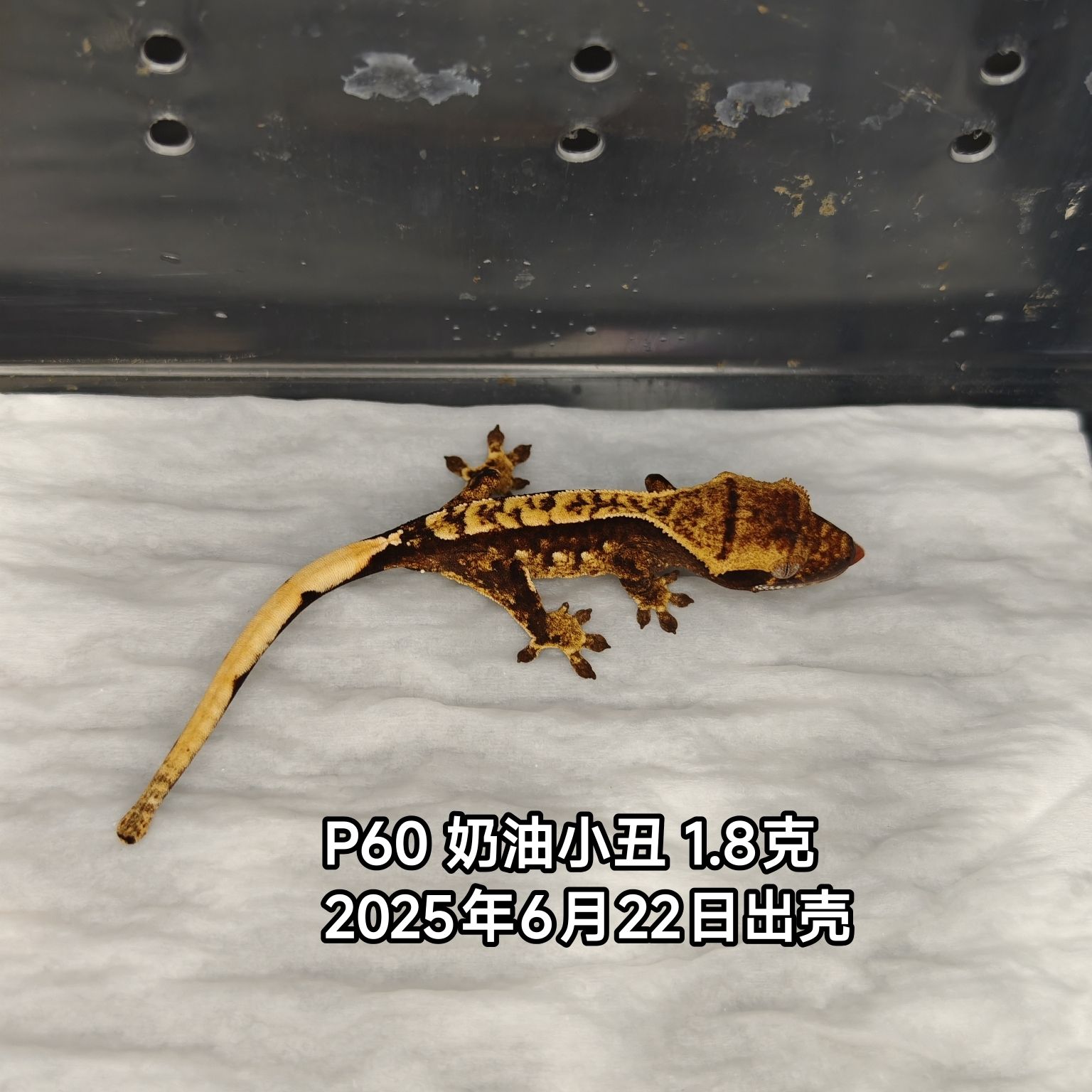 活体宠物新手入门守宫蜥蜴超大