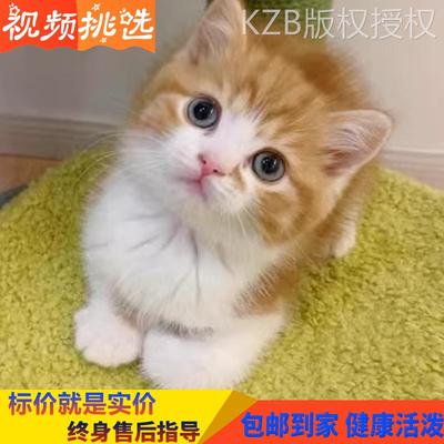 猫咪田园猫kzb家养短毛