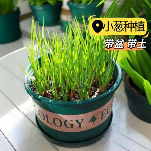 四季可种香葱头小葱盆栽自己种植带盆带土厨房香草蔬菜可食用