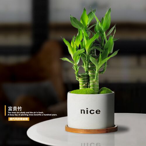 富贵花多少钱 富贵花价格 小麦优选